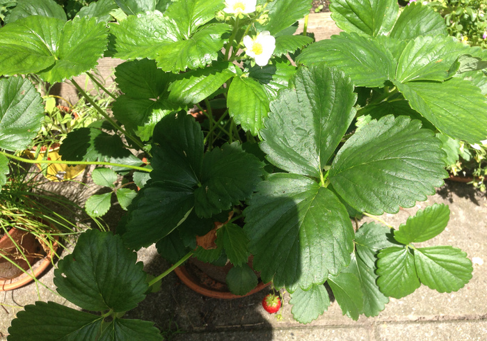 Moestuin 02