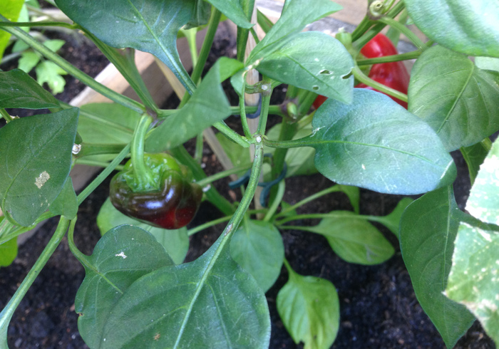 Redo kitchen garden 13
