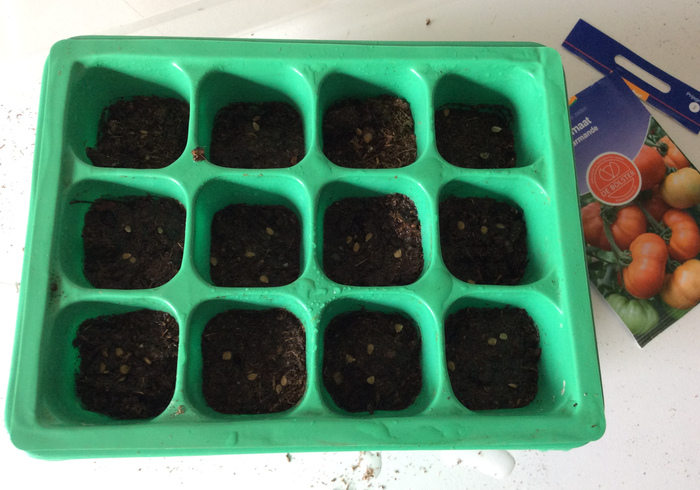 Tomato plants 03
