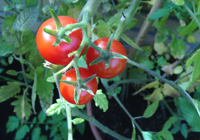 Moestuin 07