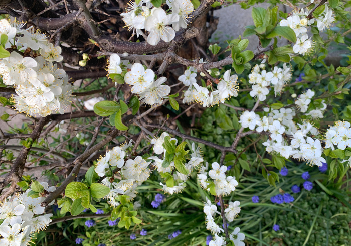 Prunus sidepic