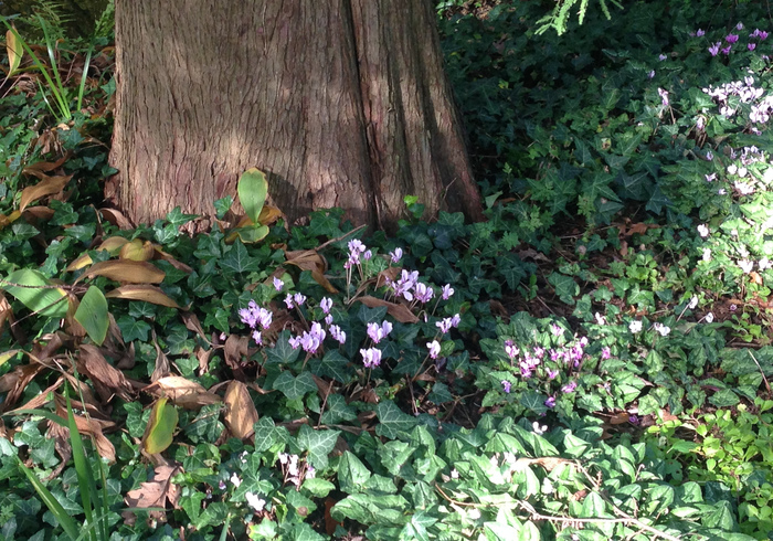 Arboretum trompenburg 11