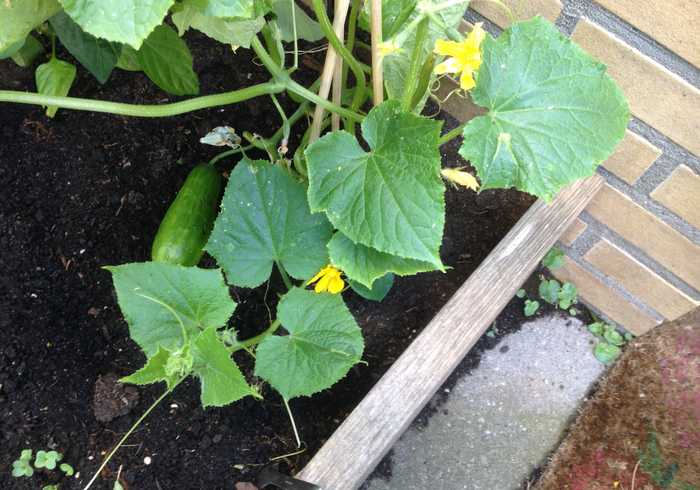 Redo kitchen garden 12