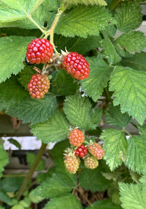 Fruitoogst 04