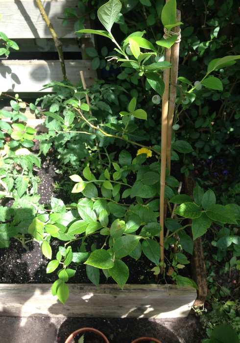 Moestuin 09