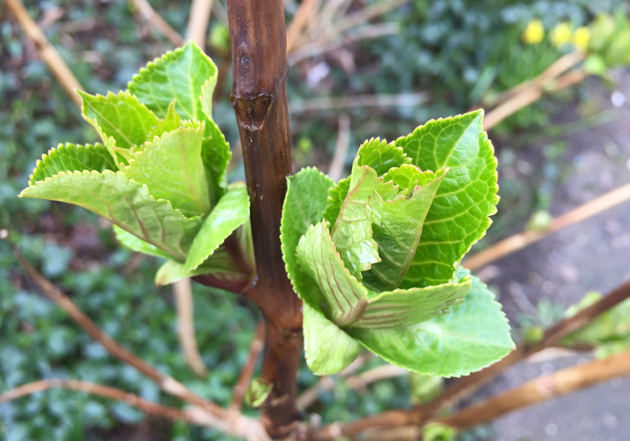 Hortensia