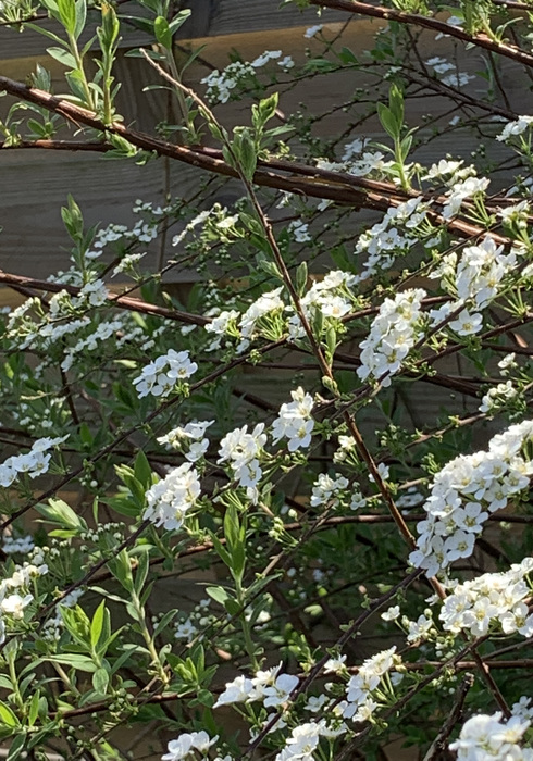 07. spirea   wedding wreath