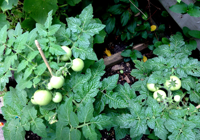 Moestuin 14