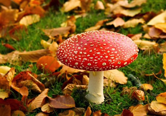 Felting a toadstool sidepicll