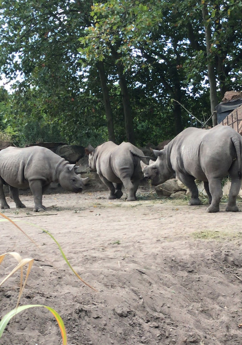 Blijdorp zoo 06