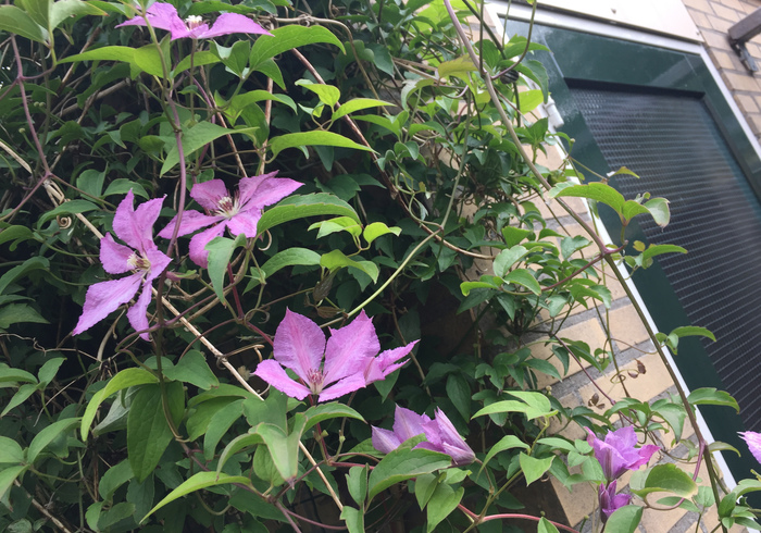 16. clematis