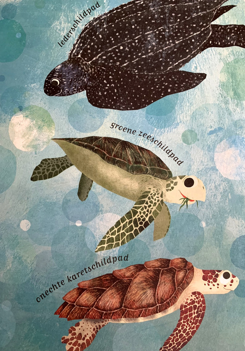 Zeeschildpadden 01
