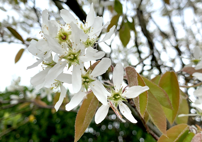 08. krentenboom