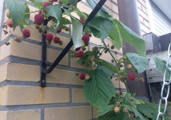Raspberries 05