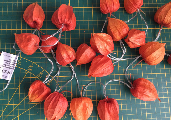 Physalis lichtjes 03