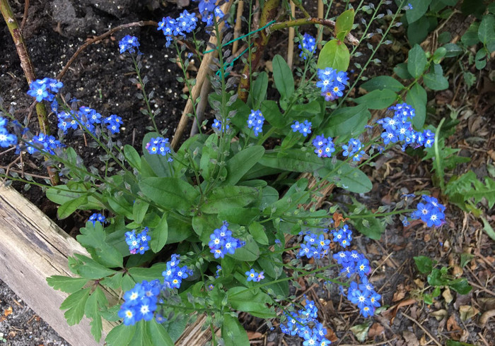 Vergeet mij nietjes forget me nots