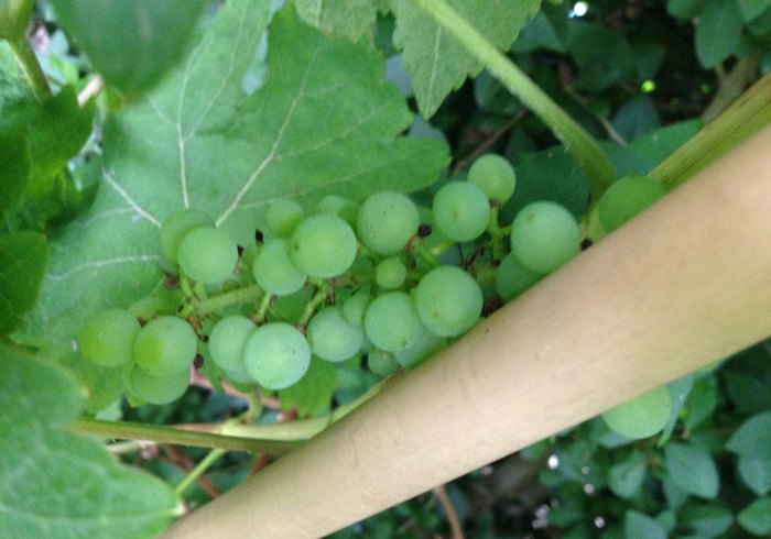 Moestuin 13