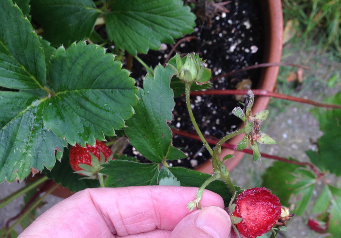 Moestuin 04