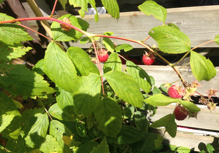 Moestuin 04