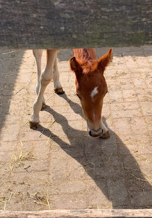 Boerderij schieveen 11