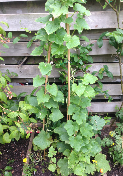 Moestuin 08