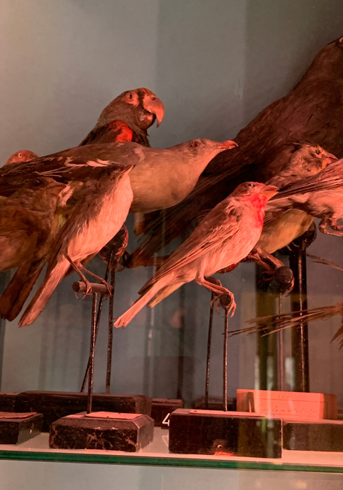 Natuurhistorisch museum 06
