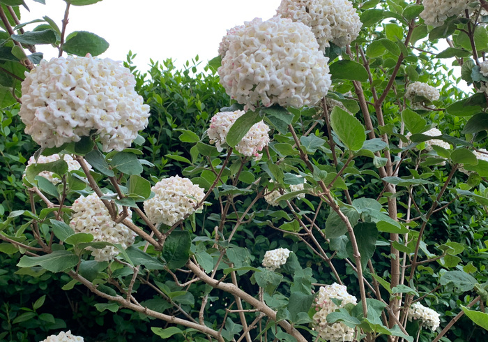 08. viburnum %28sneeuwbal%29