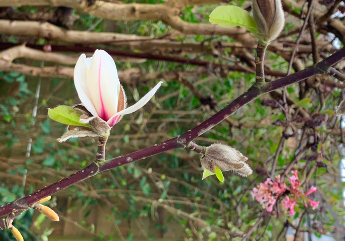 Magnolia siroop homepage