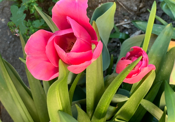 02.tulpen
