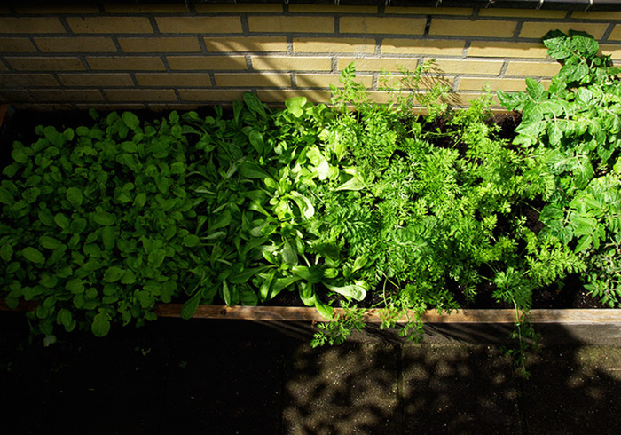 Moestuin 15