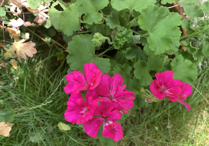 27. geranium