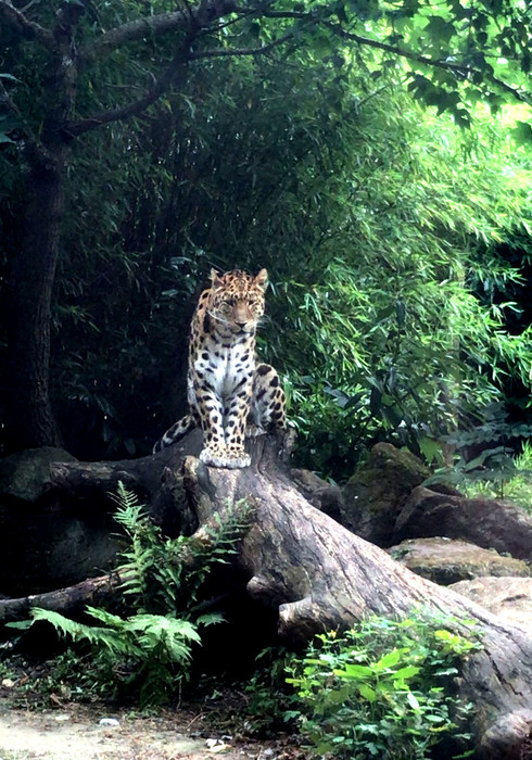 Blijdorp zoo 02