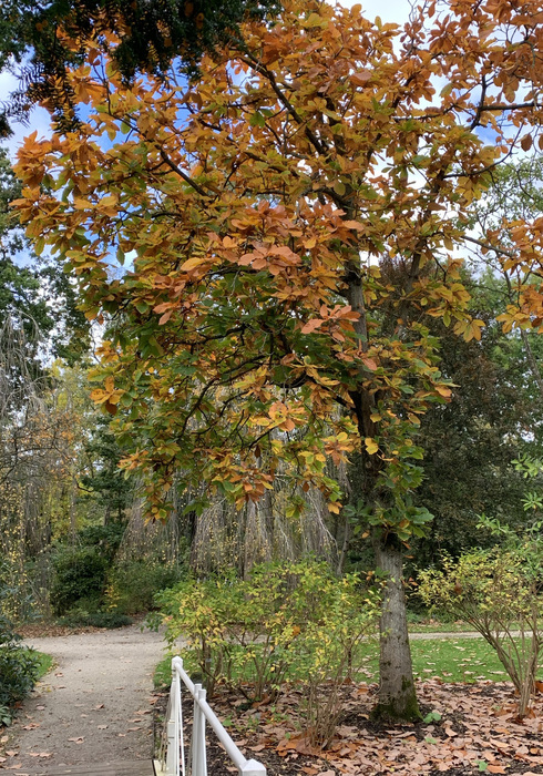 Voedselbos overtuin 26