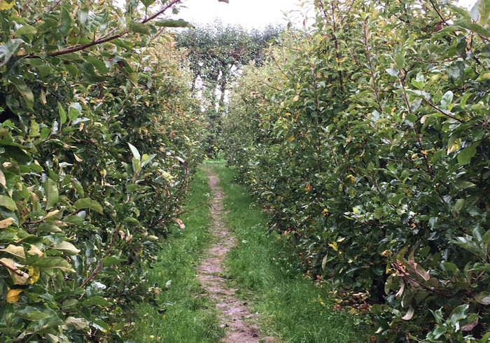 Buytenhof appels plukken 00