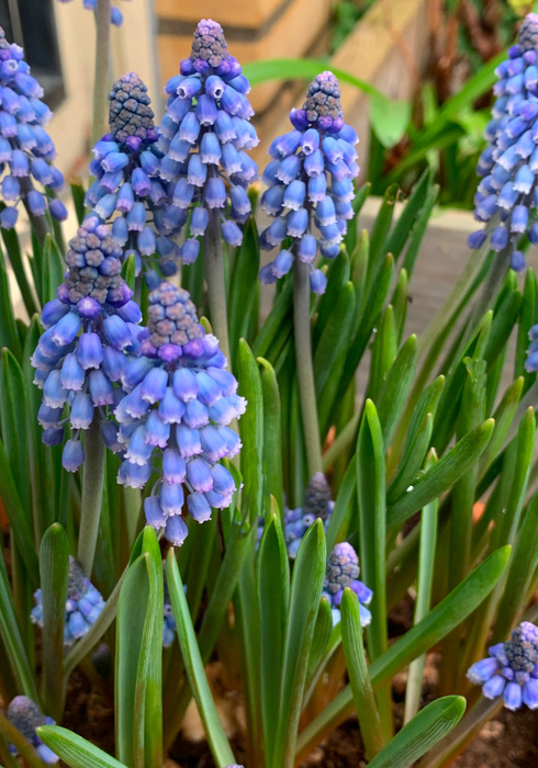 Lentetuin 07