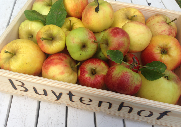 Buytenhof appels plukken 04