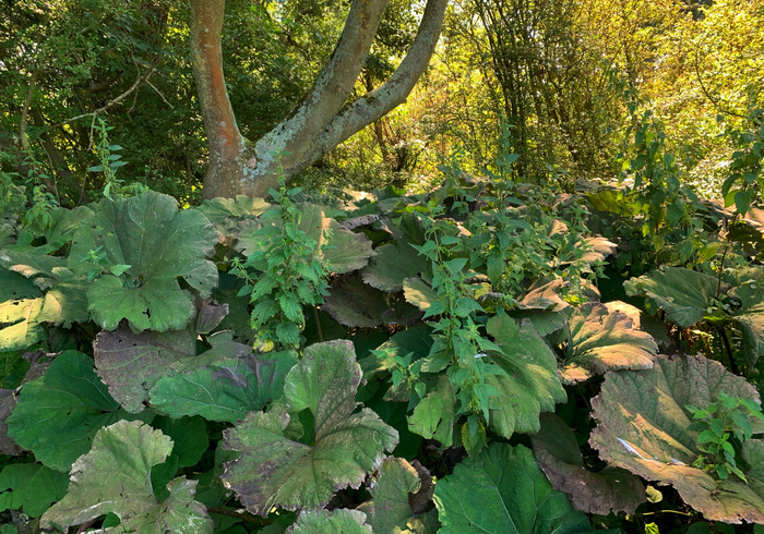 Kralingse bos 10