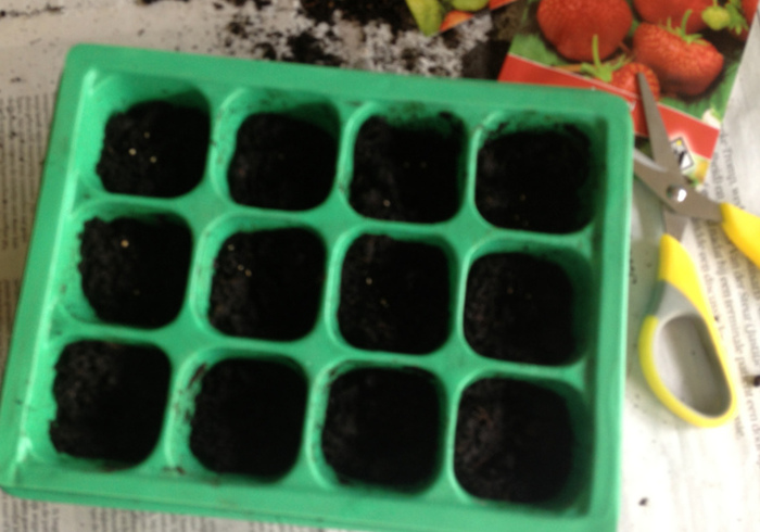 Aardbeien 03