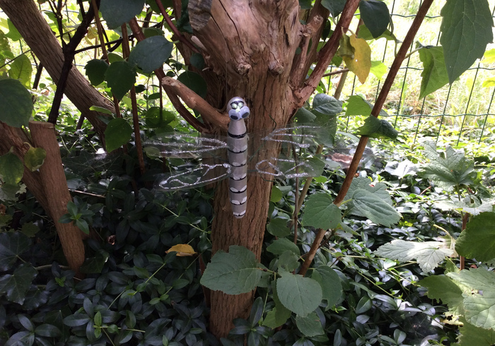 Dragonfly home