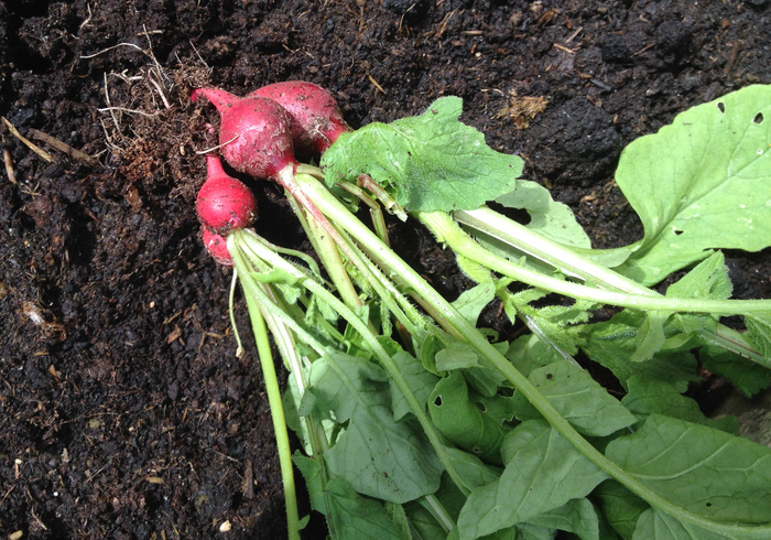 Radish 02