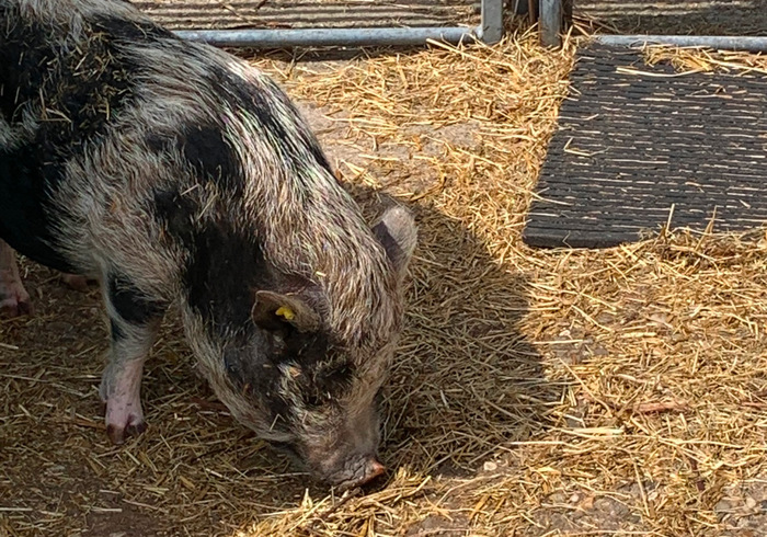 Boerderij schieveen 05