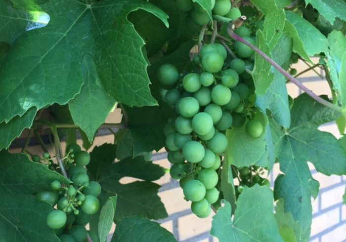 Growing grapes 03