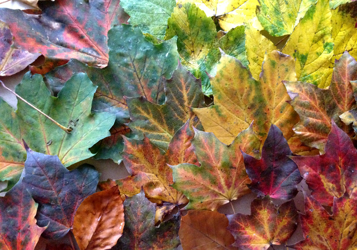 Herfstblaadjes home