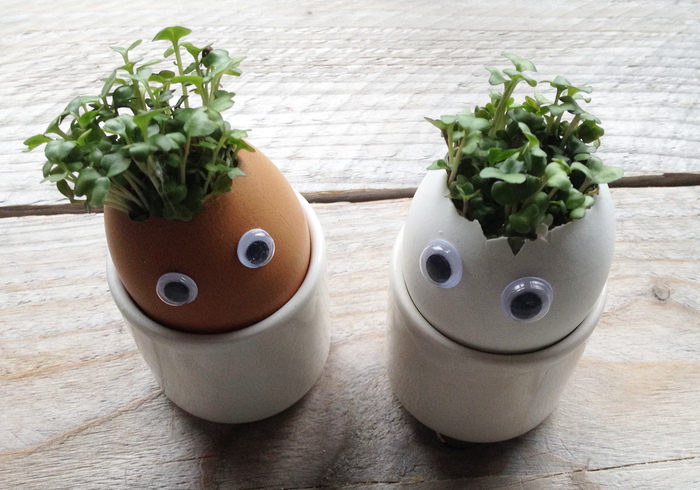 Cress eggs home