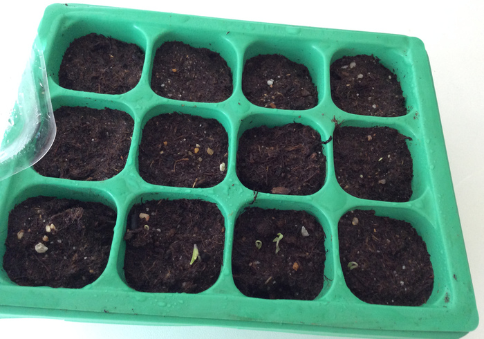 Tomato plants 07