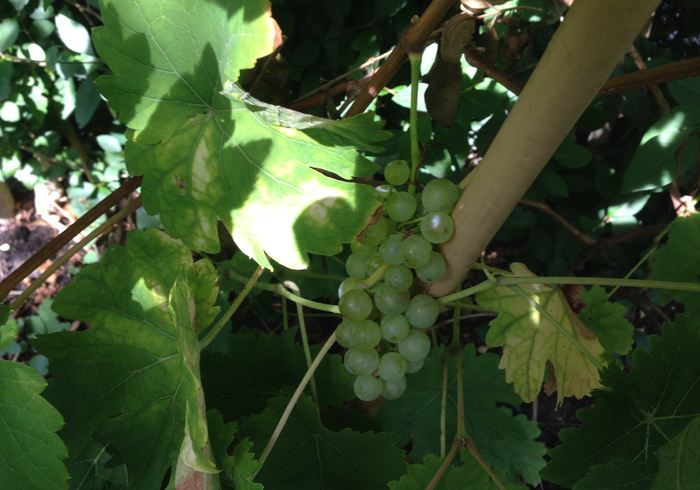 Moestuin 13
