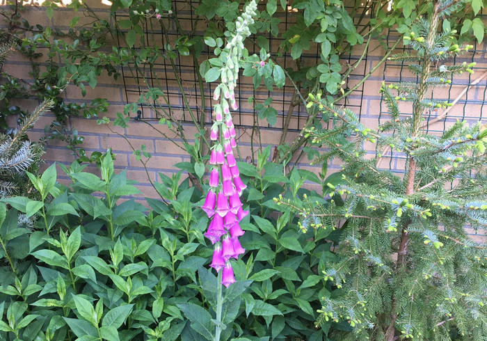 Digitalis foxgloves