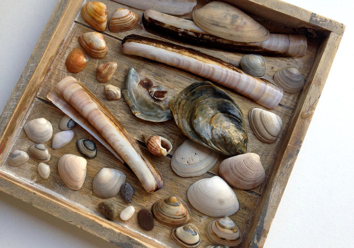 Sea shell key chain sidepic