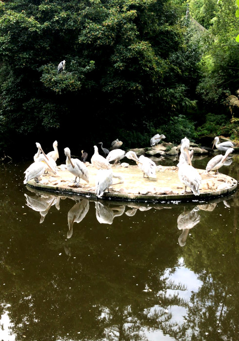 Blijdorp zoo 05