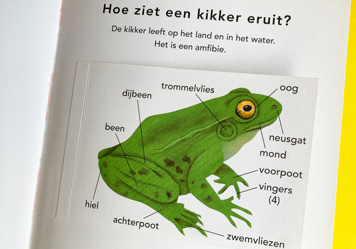 De kikker 01